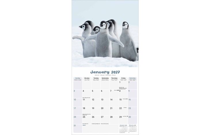 Avonside Kalender 27 Baby Animals as