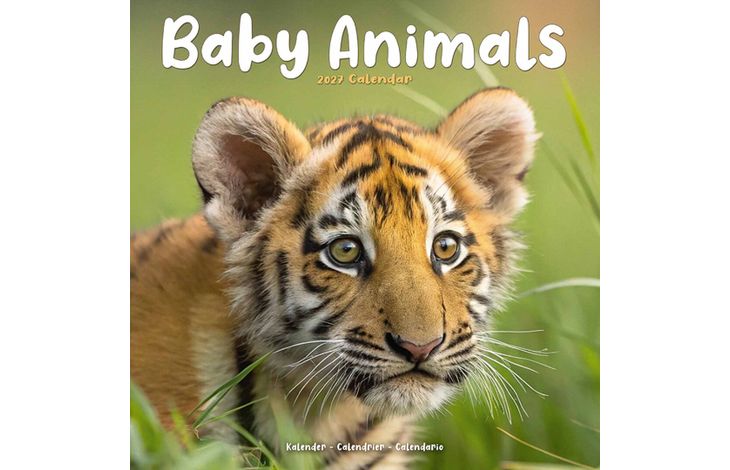 Avonside Kalender 27 Baby Animals as