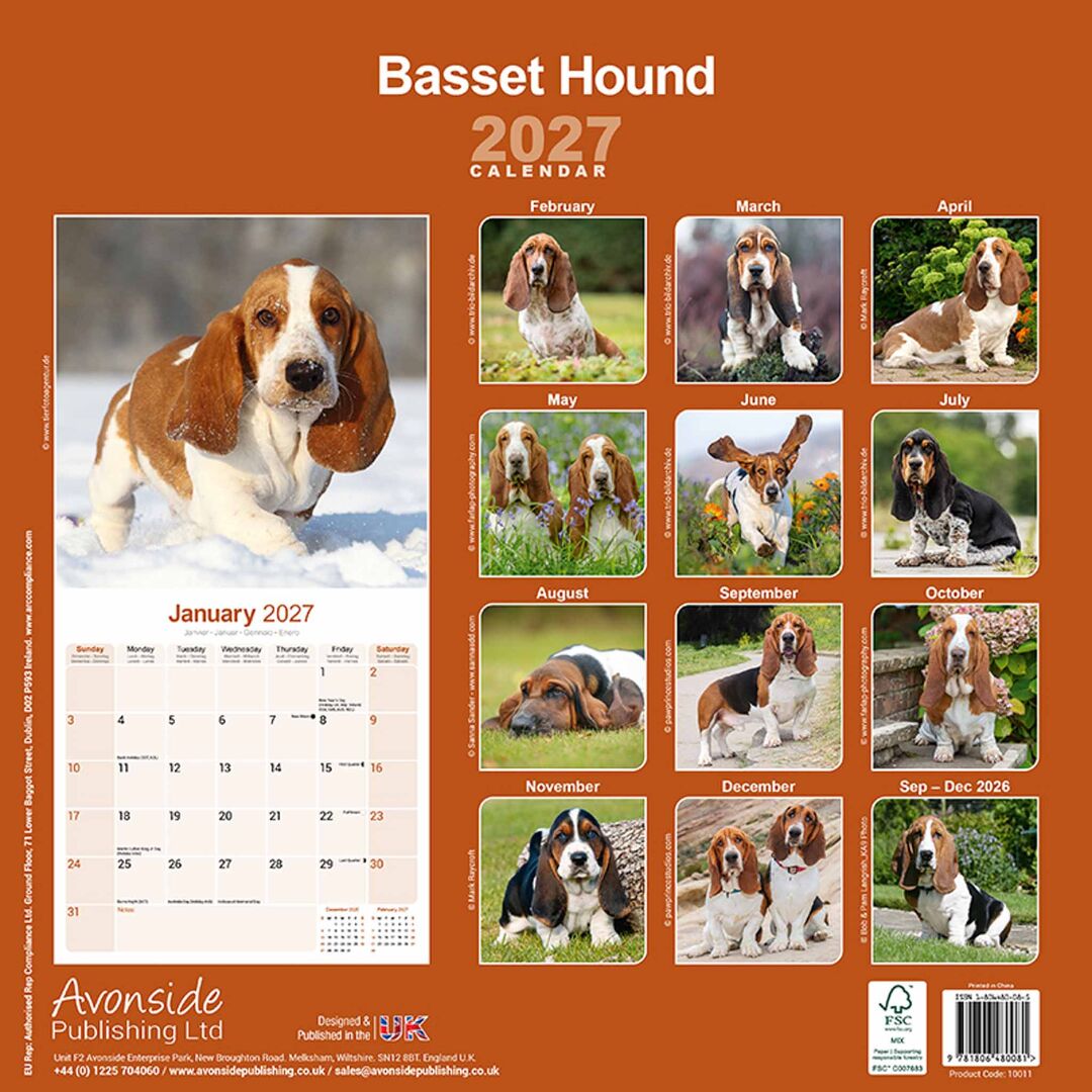 Avonside Kalender 27 Basset Hounds as