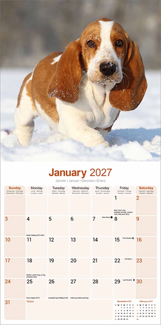 Avonside Kalender 27 Basset Hounds as