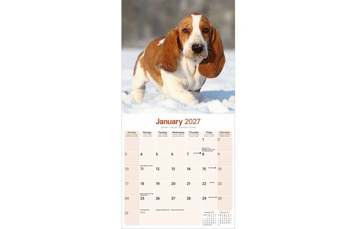 Avonside Kalender 27 Basset Hounds as
