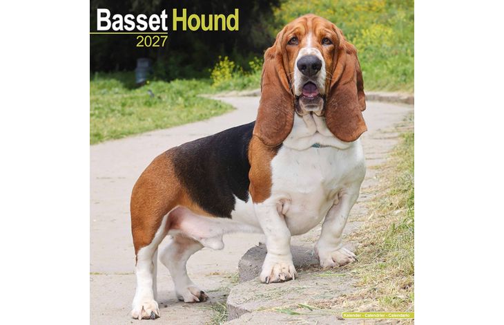 Avonside Kalender 27 Basset Hounds as