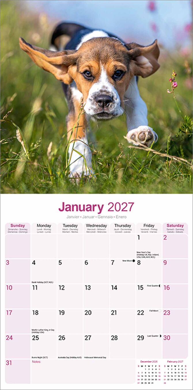 Avonside Kalender 27 Beagles as