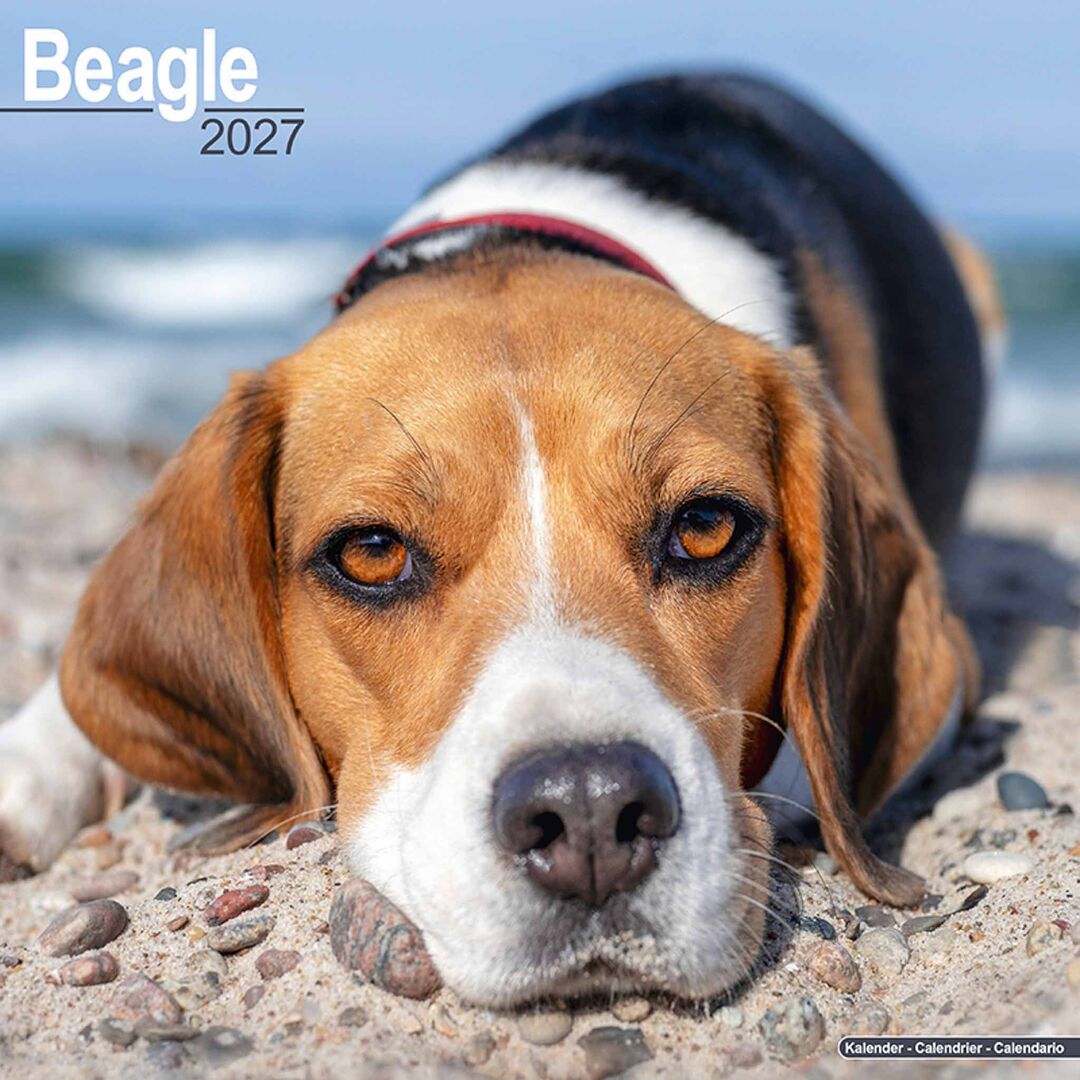 Avonside Kalender 27 Beagles as
