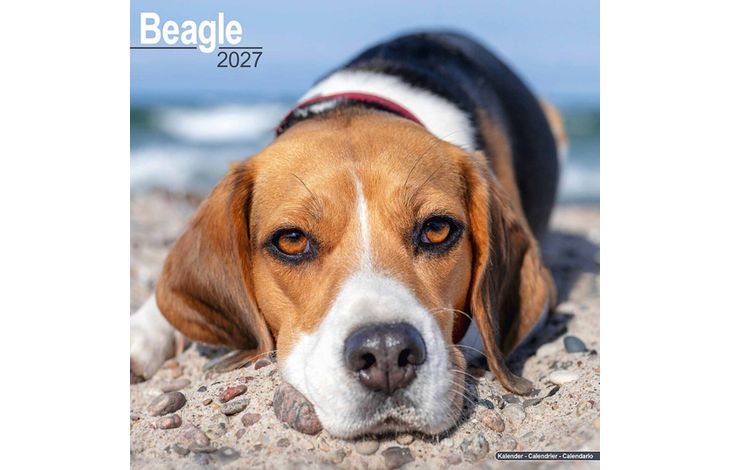 Avonside Kalender 27 Beagles as