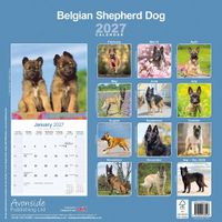 Avonside Kalender 27 Belgian Shepherd as