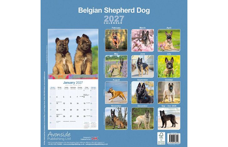 Avonside Kalender 27 Belgian Shepherd as