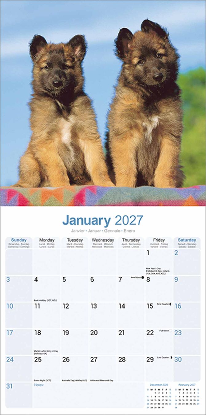 Avonside Kalender 27 Belgian Shepherd as