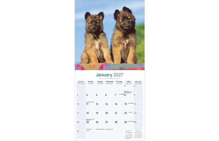 Avonside Kalender 27 Belgian Shepherd as