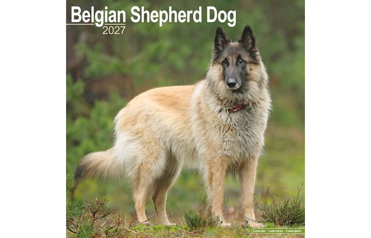 Avonside Kalender 27 Belgian Shepherd as