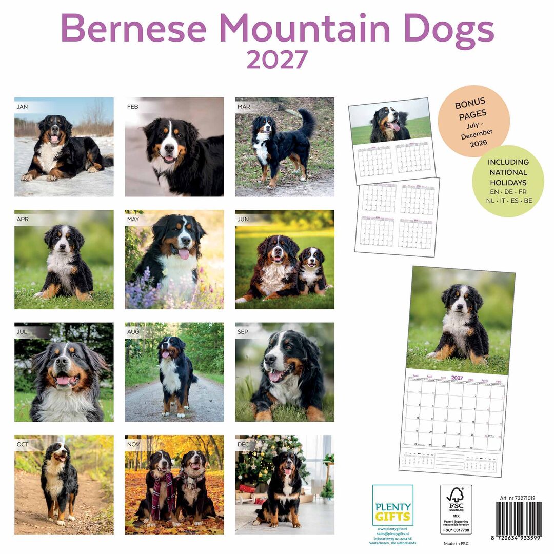 Plenty Gifts Kalender 27 Bernese M Dogs pg