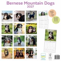 Plenty Gifts Kalender 27 Bernese M Dogs pg