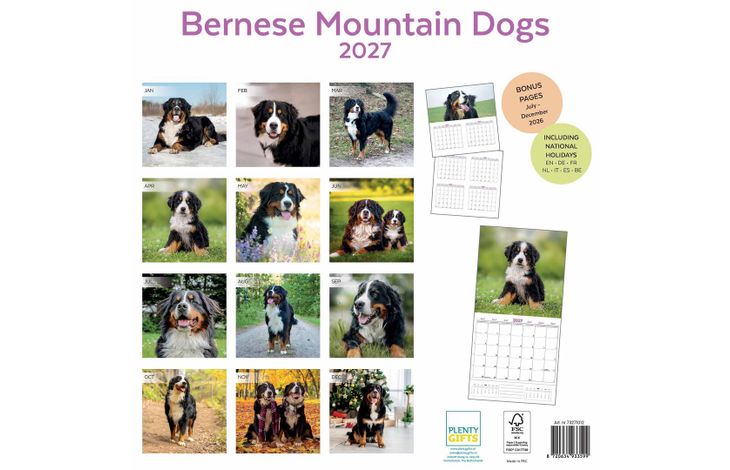 Plenty Gifts Kalender 27 Bernese M Dogs pg