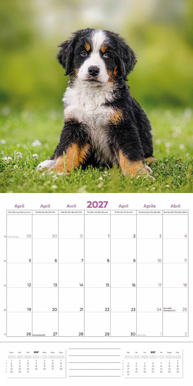 Plenty Gifts Kalender 27 Bernese M Dogs pg