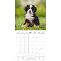 Plenty Gifts Kalender 27 Bernese M Dogs pg