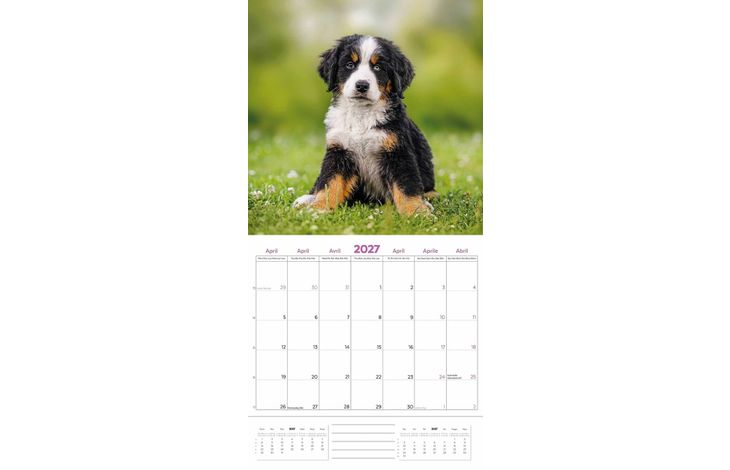Plenty Gifts Kalender 27 Bernese M Dogs pg