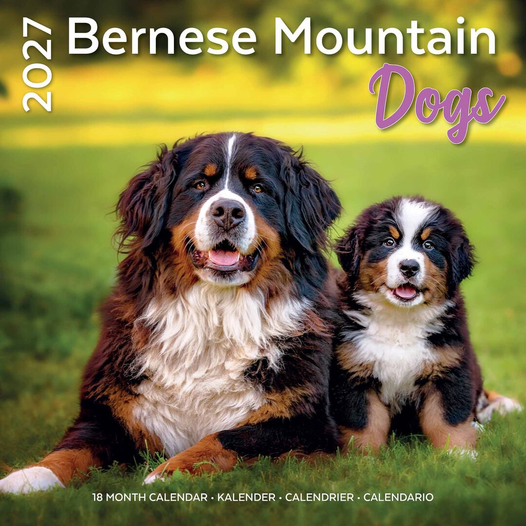 Plenty Gifts Kalender 27 Bernese M Dogs pg
