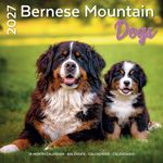 Kalender 27 Bernese M Dogs pg