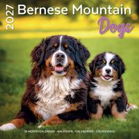 Plenty Gifts Kalender 27 Bernese M Dogs pg