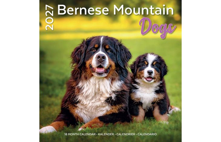 Plenty Gifts Kalender 27 Bernese M Dogs pg