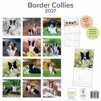 Plenty Gifts Kalender 27 Border Collies pg