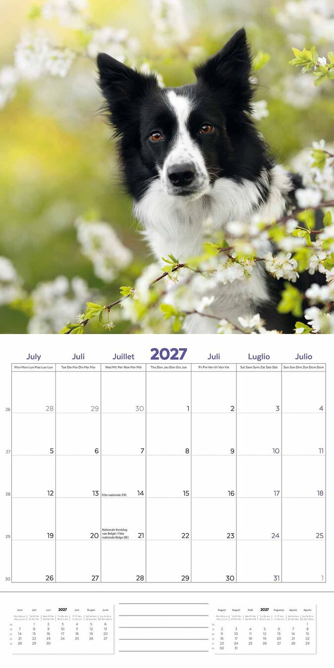 Plenty Gifts Kalender 27 Border Collies pg