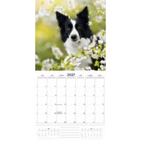 Plenty Gifts Kalender 27 Border Collies pg