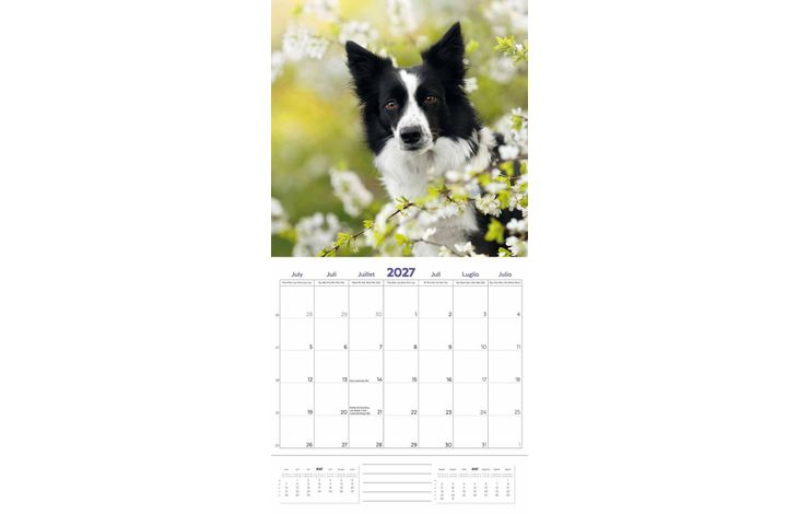 Plenty Gifts Kalender 27 Border Collies pg