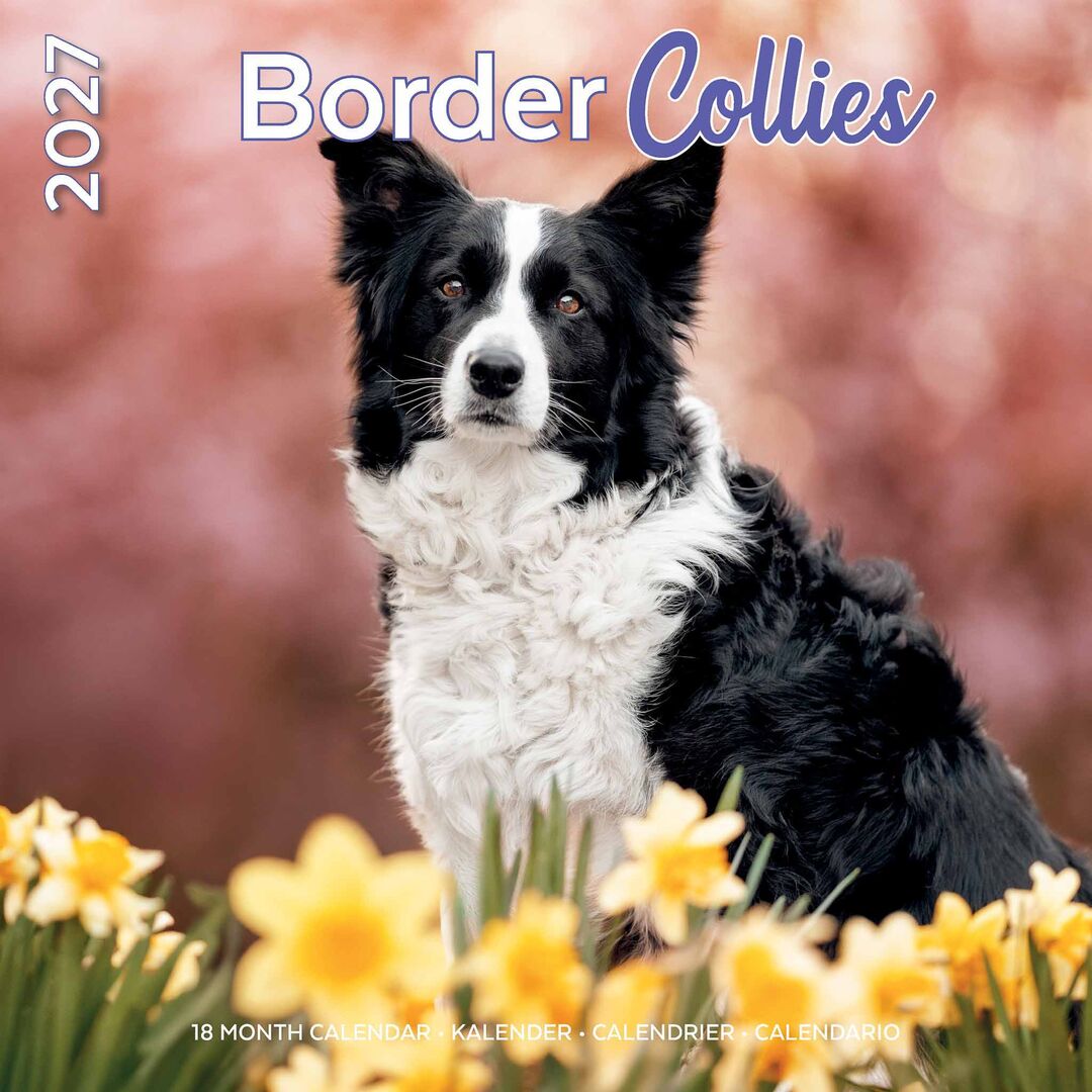 Plenty Gifts Kalender 27 Border Collies pg