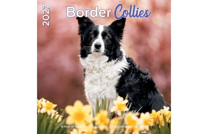 Plenty Gifts Kalender 27 Border Collies pg