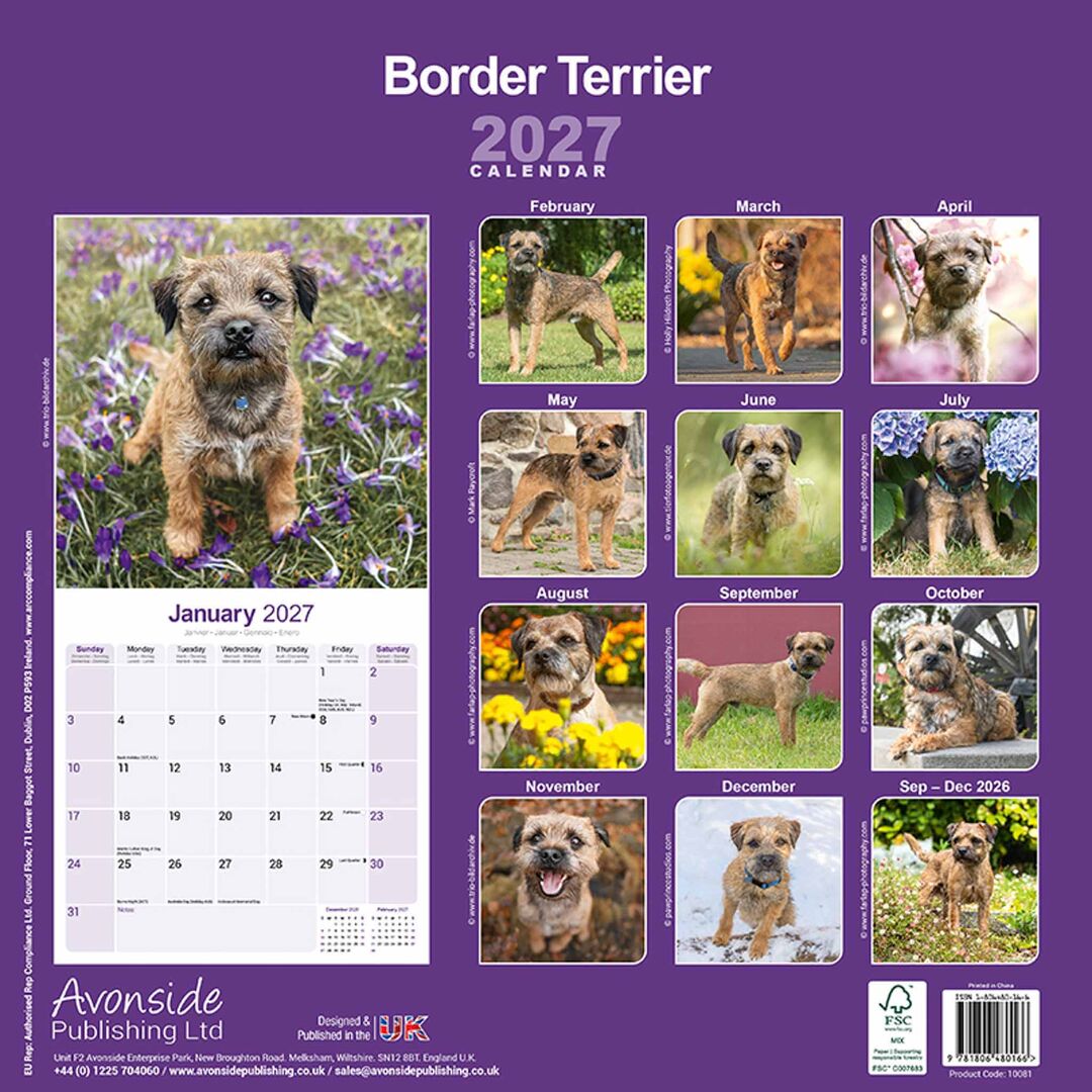 Avonside Kalender 27 Border Terriers as
