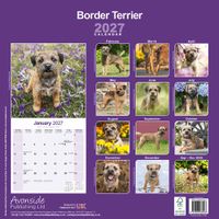 Avonside Kalender 27 Border Terriers as