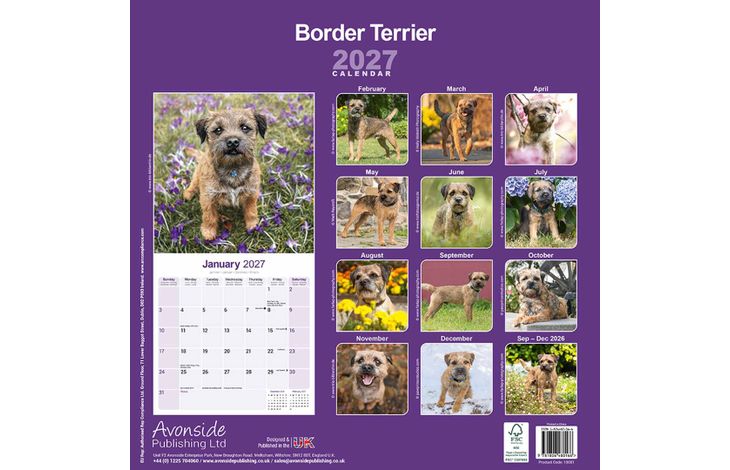 Avonside Kalender 27 Border Terriers as