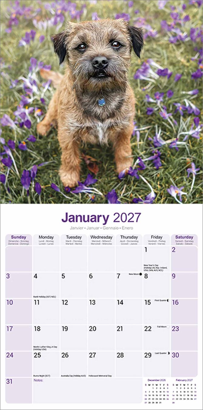 Avonside Kalender 27 Border Terriers as