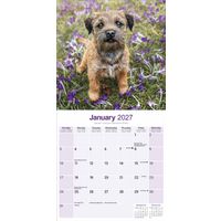 Avonside Kalender 27 Border Terriers as