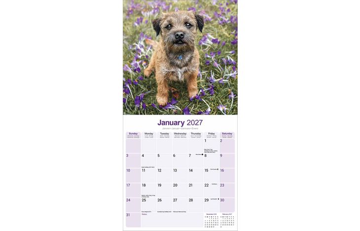 Avonside Kalender 27 Border Terriers as