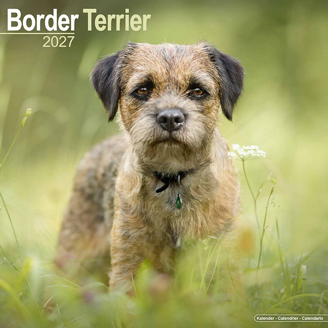 Avonside Kalender 27 Border Terriers as