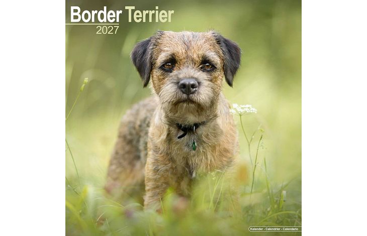 Avonside Kalender 27 Border Terriers as