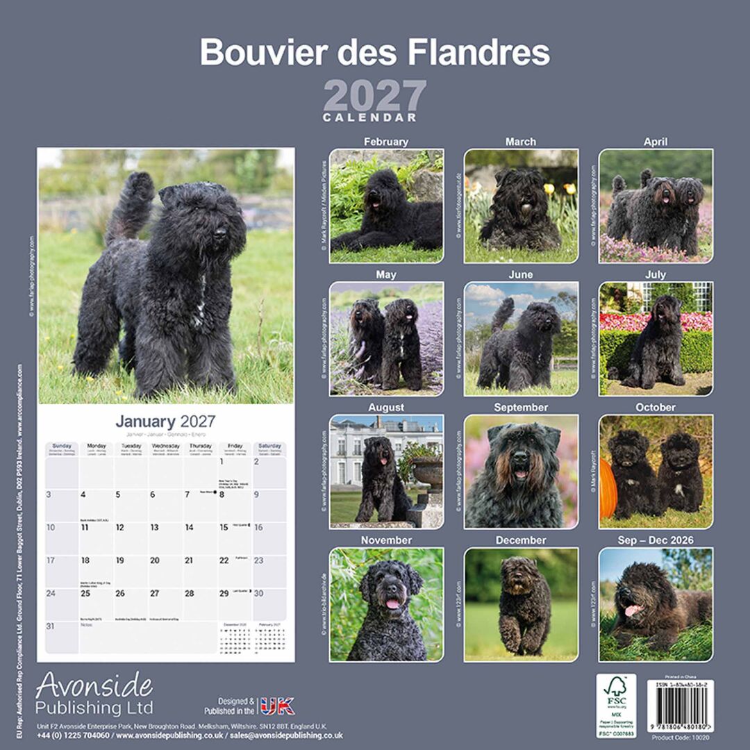 Avonside Kalender 27 Bouvier des Flandres as