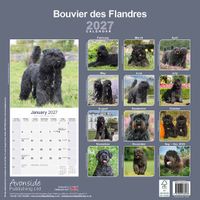 Avonside Kalender 27 Bouvier des Flandres as