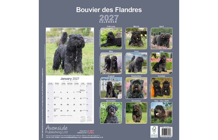 Avonside Kalender 27 Bouvier des Flandres as