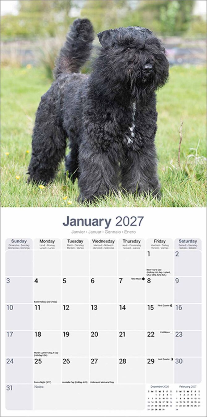 Avonside Kalender 27 Bouvier des Flandres as