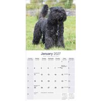 Avonside Kalender 27 Bouvier des Flandres as