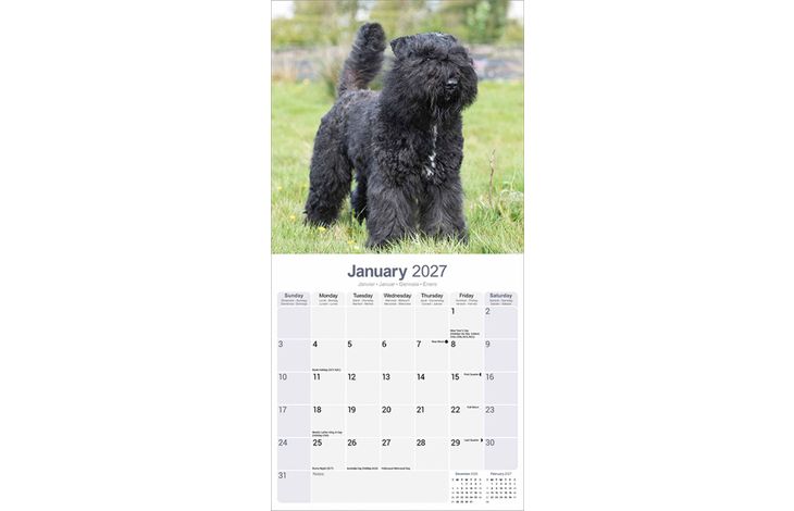 Avonside Kalender 27 Bouvier des Flandres as