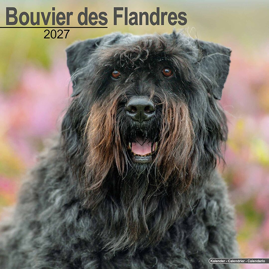 Avonside Kalender 27 Bouvier des Flandres as