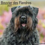 Kalender 27 Bouvier des Flandres as