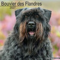 Avonside Kalender 27 Bouvier des Flandres as