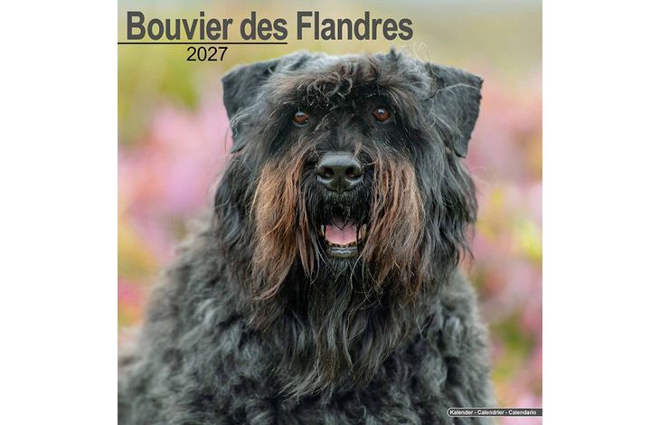 Avonside Kalender 27 Bouvier des Flandres as