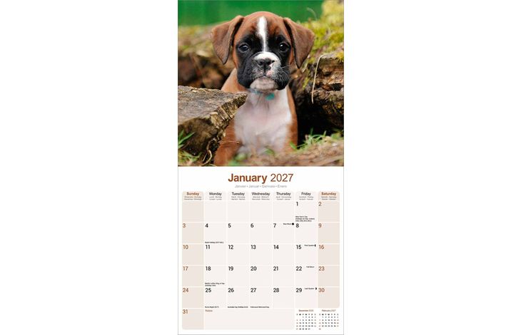 Avonside Kalender 27 Boxers as