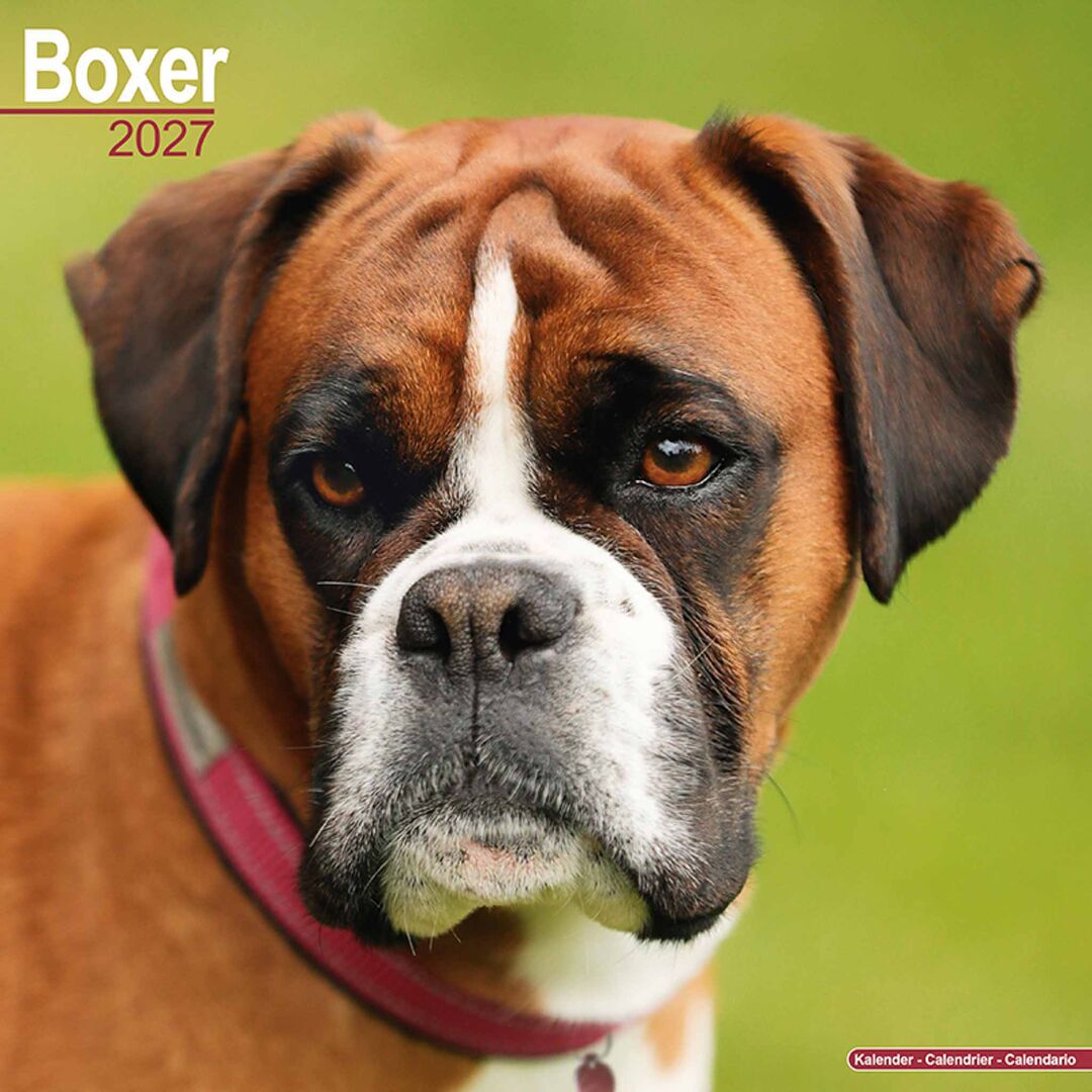 Avonside Kalender 27 Boxers as